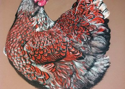 PRIMAVERA … il gallo canta | Pastello su carta cm. 40x35